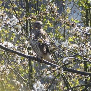 Common Buzzard