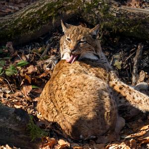 Luchs (Eurasischer)