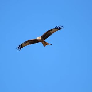 Red Kite