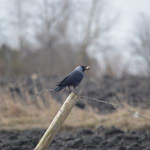 Eurasian Jackdaw