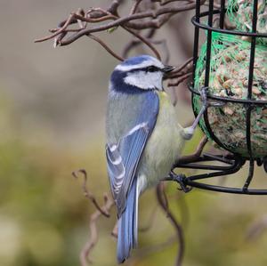 Blue Tit