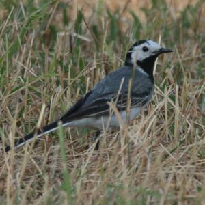 White Wagtail