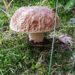 King Bolete