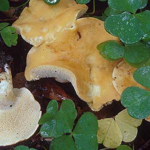 Hedgehog Fungus, Common