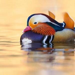 Mandarin Duck