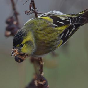 Eurasian Siskin