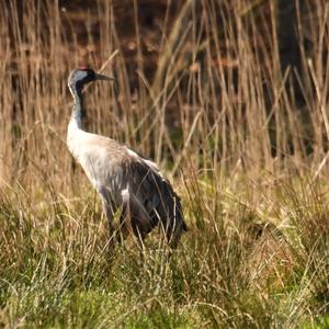 Common Crane