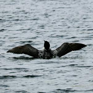 Common Loon