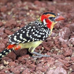 Red-and-yellow Barbet