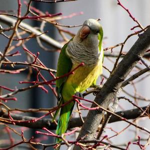 Monk Parakeet