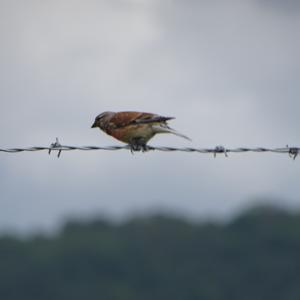 Eurasian Linnet