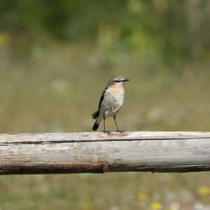 Northern Wheatear