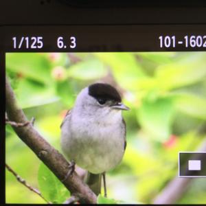 Blackcap