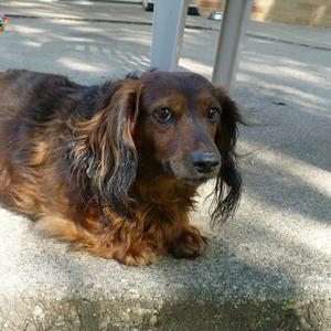 Dachshund