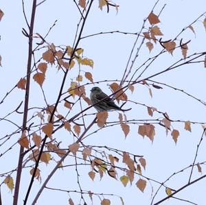 Eurasian Siskin