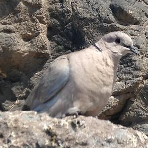 African Collared-dove