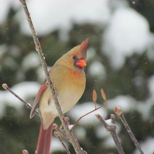 Northern Cardinal