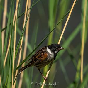 Reed Bunting