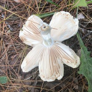 Destroying Angel