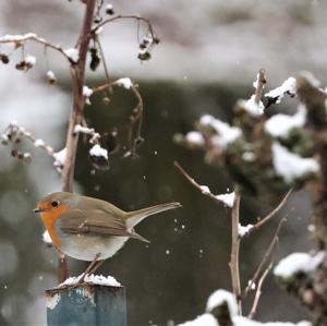 European Robin