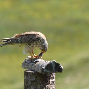 Common Kestrel