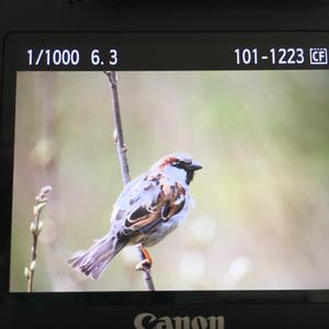 House Sparrow