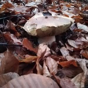 King Bolete