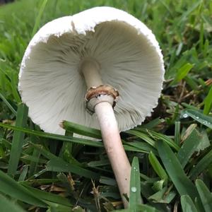 Parasol Mushroom