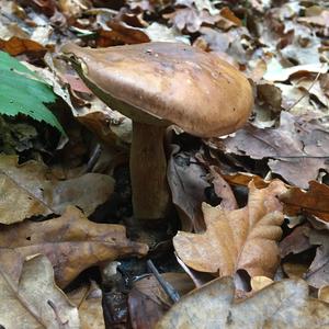 Bay Bolete