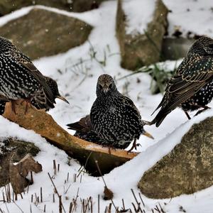 Common Starling