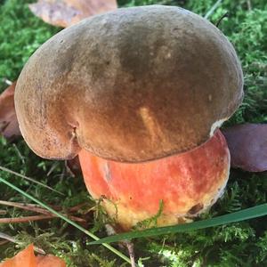 Dotted-stem Bolete