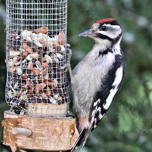 Great Spotted Woodpecker