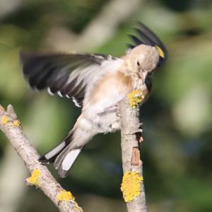 European Goldfinch