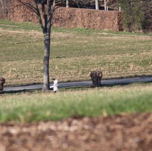 Northern Harrier