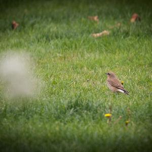 Northern Wheatear