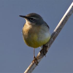 Grey Wagtail