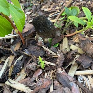 Black Morel