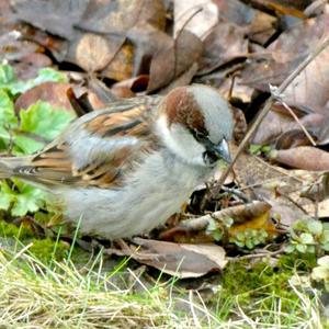 House Sparrow