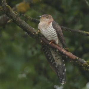 Common Cuckoo