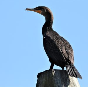 Great Cormorant