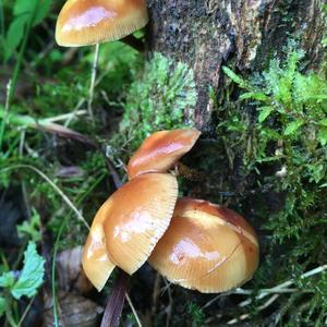 Changing Pholiota