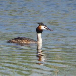 Great Crested Grebe