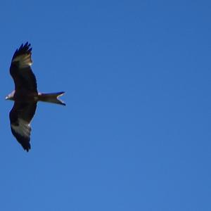 Red Kite