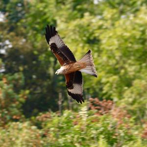 Red Kite