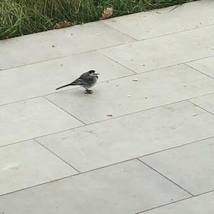 White Wagtail