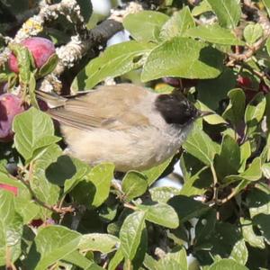 Blackcap