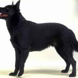 Unknown Breed