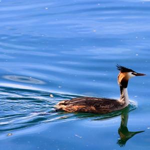 Great Crested Grebe