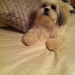 Shih Tzu