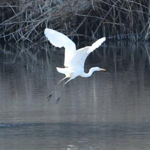 Great Egret